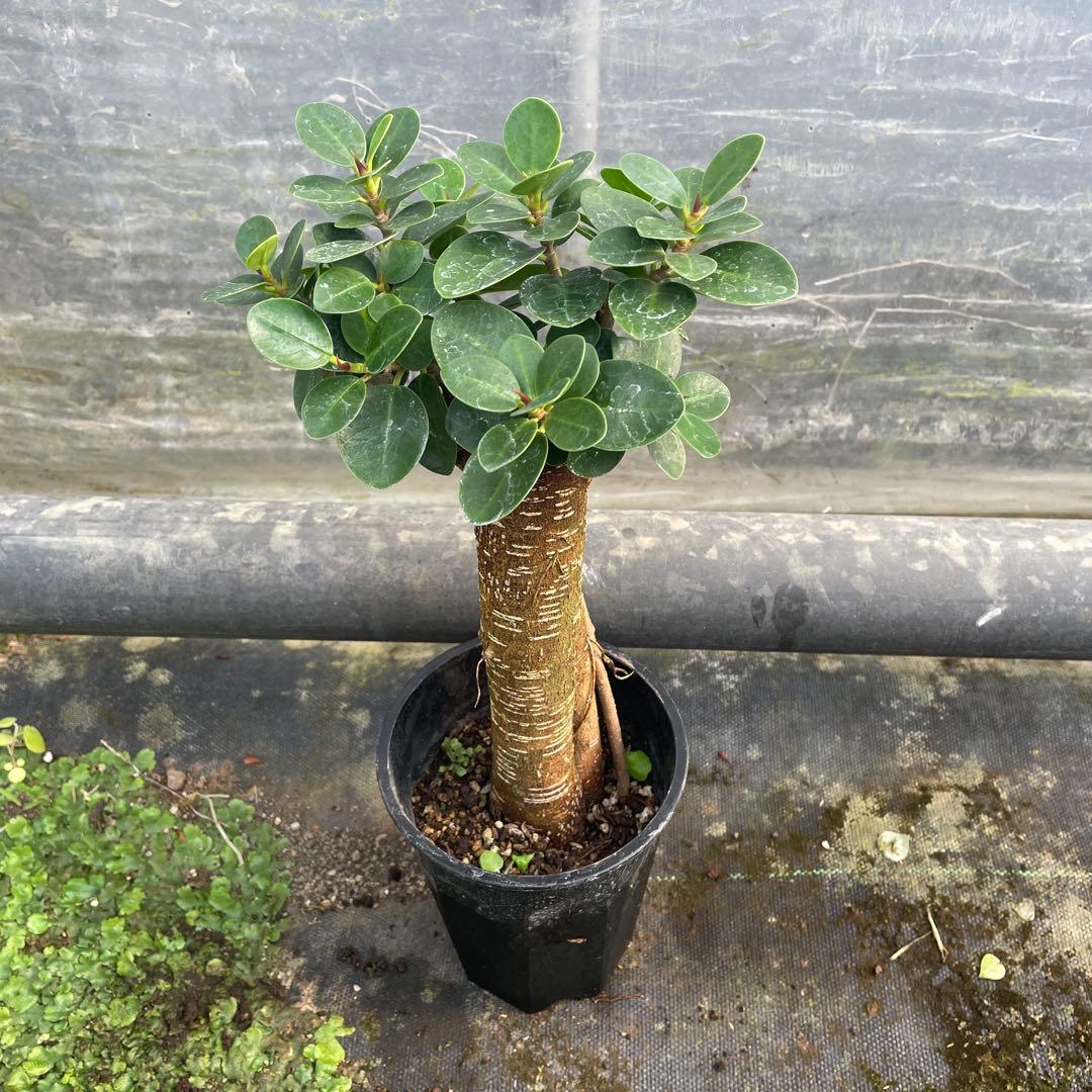 パンダガジュマル　コパンダ接木　３.5号サイズ