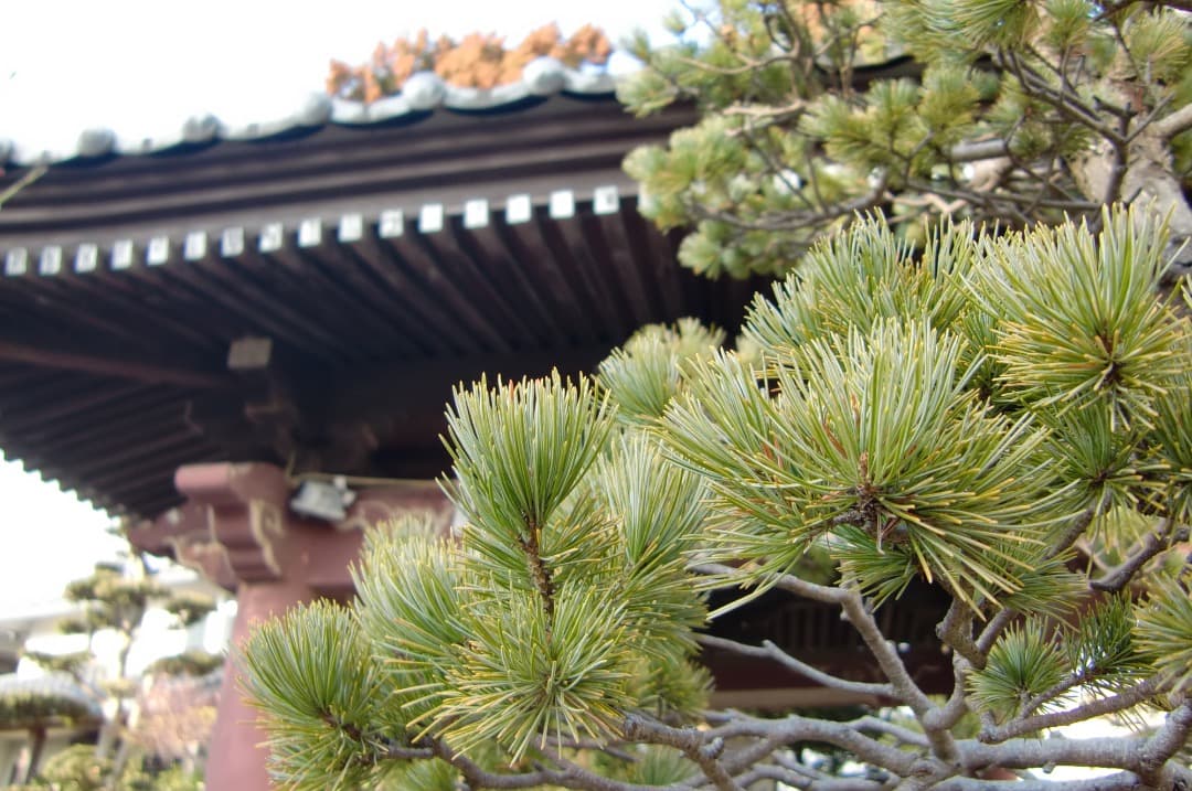 実写美⭕️美品【動作確認済】CASIO　EXILIM EX-Z450 ピンク