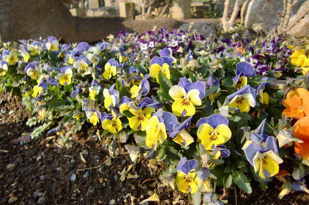 実写美⭕️美品【動作確認済】CASIO　EXILIM EX-Z450 ピンク