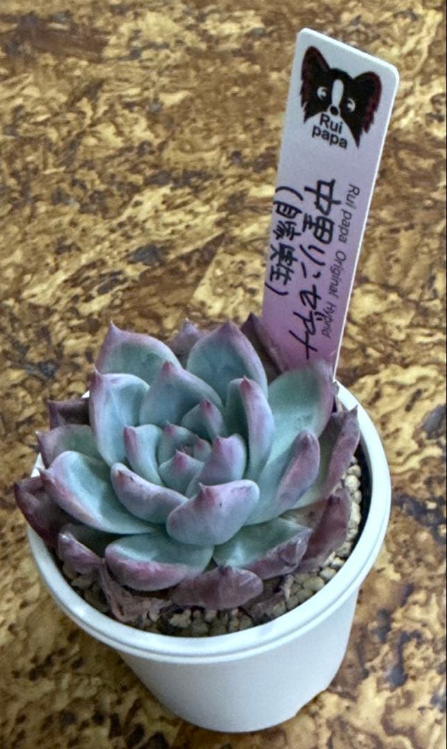 ルイパパさん苗　中里リンゼアナ　（自家実生）　札付き