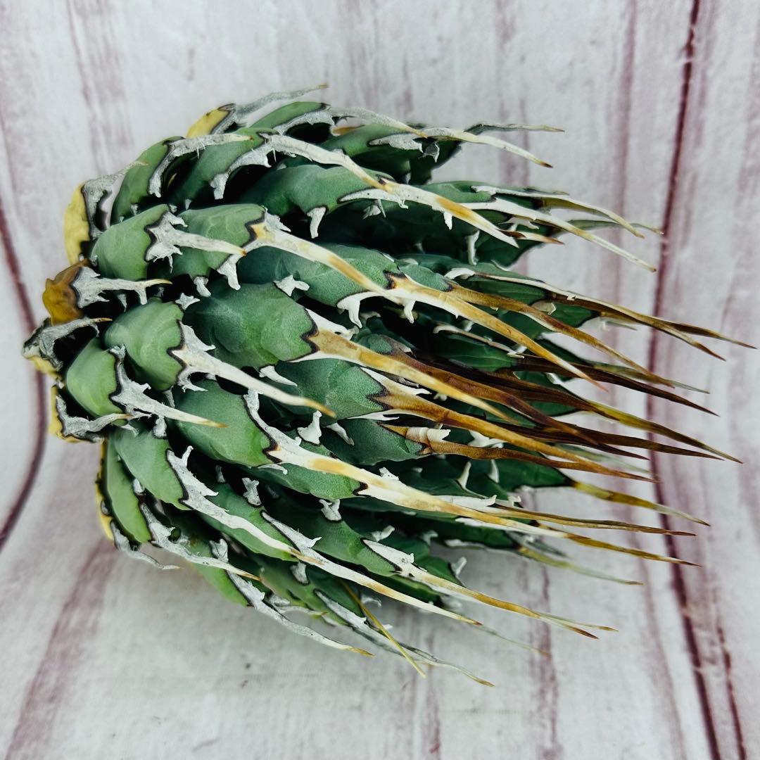 787 アガベ ユタエンシス エボリスピナ 丸型