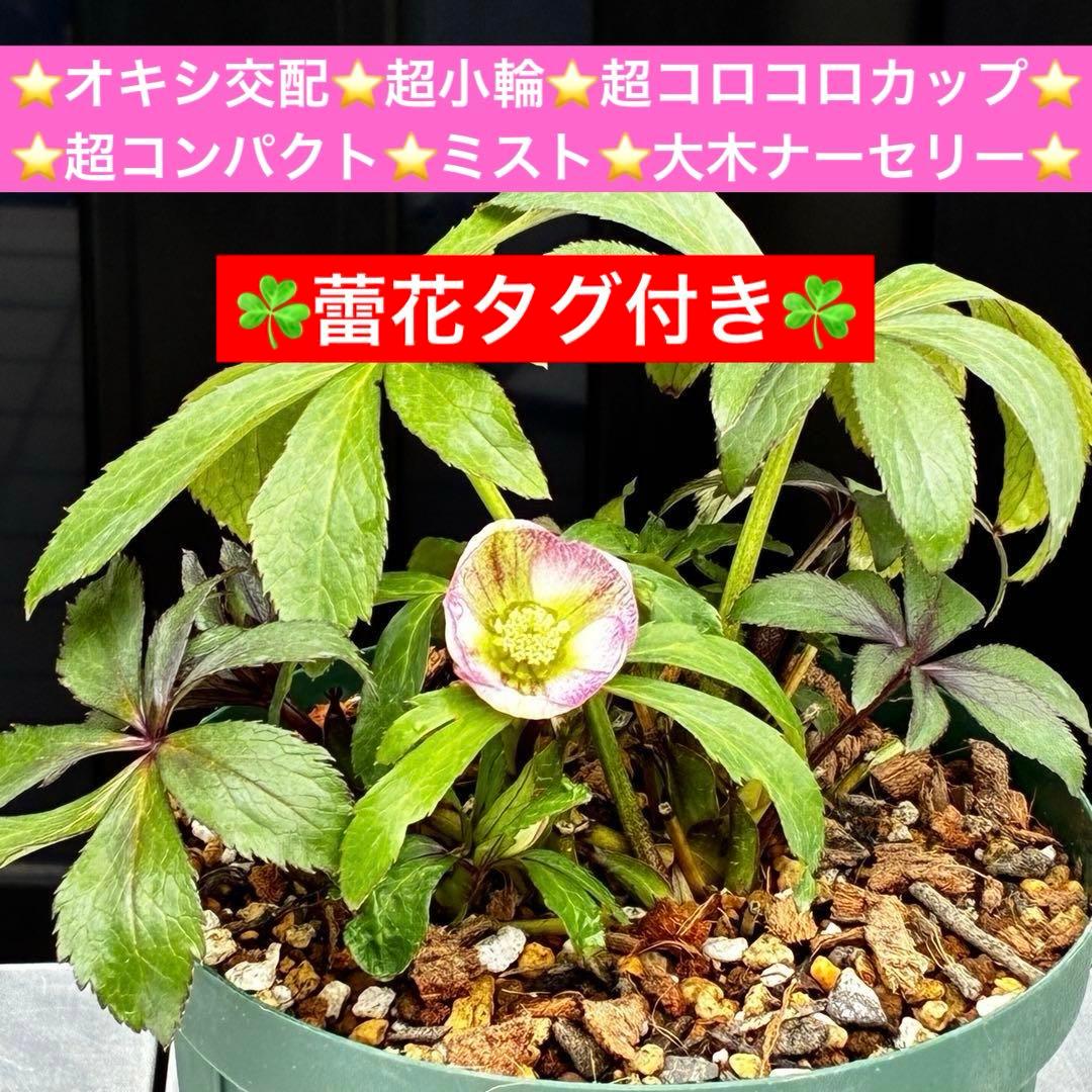 も*読様 3540☘️蕾花タグ付☘️オキシ交配⭐️超小輪⭐️超コロコロカップ⭐️