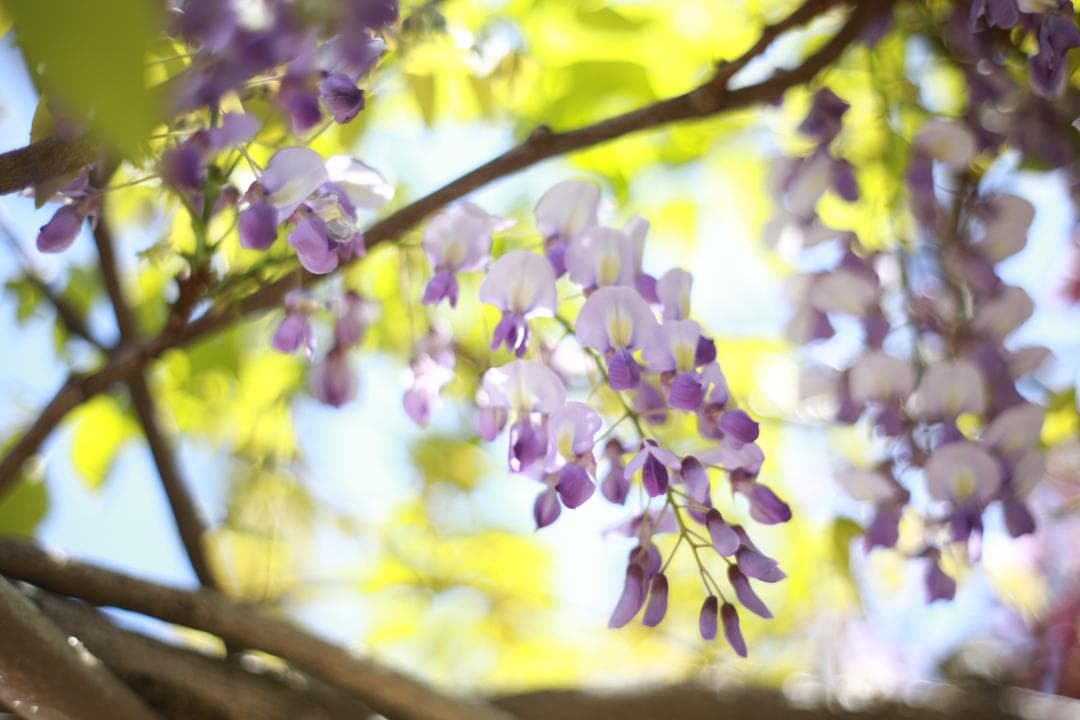 作例あり☆良品【整備済】PENTAX Super-Takumar 35mm f2