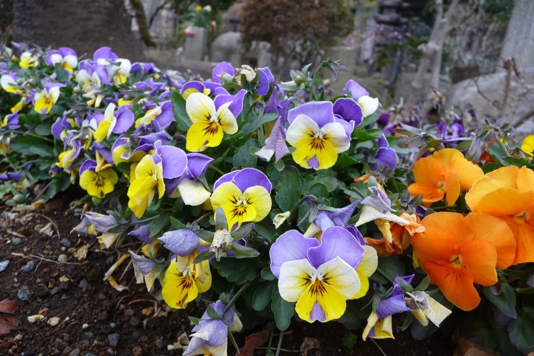 実写美⭕️良品【動作確認済】Panasonic LUMIX DMC-TZ5