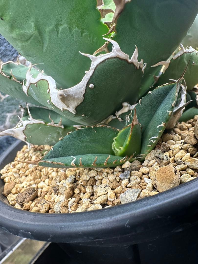 ナカムラさん専用　dennis