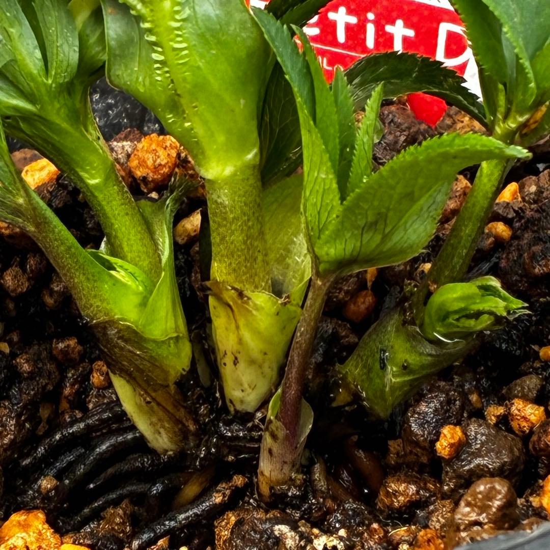 ぴ*ん様 3432☘️花、タグ付き☘️ベビードール⭐️超小輪⭐️超コンパクト⭐️