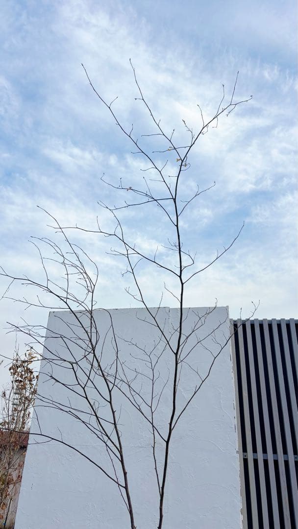 特大。山採りクロモジ3.5M(鉢底から)