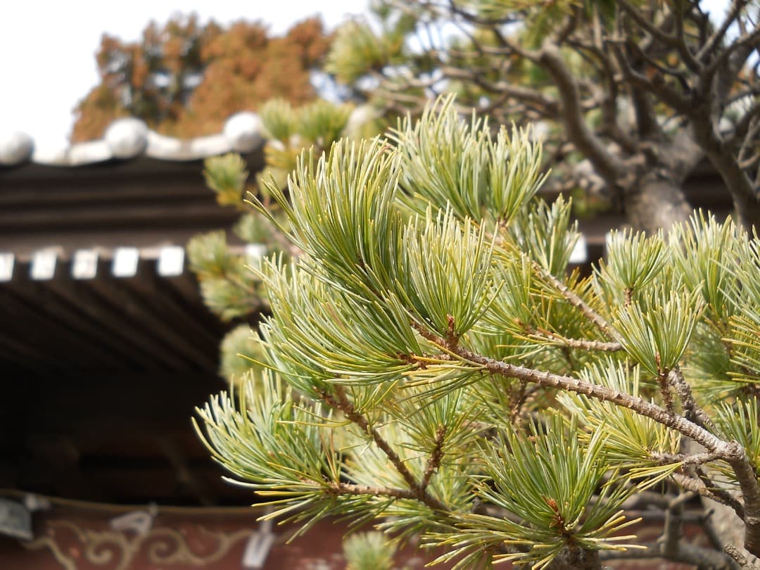 実写美⭕️【動作確認済】Nikon COOLPIX L21 デジカメ　ピンク