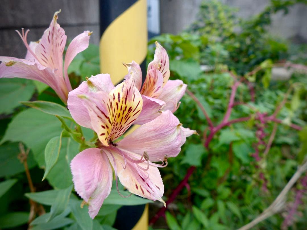 専用です。Leica D-LUX6 ブラック　美品　バッテリー2個