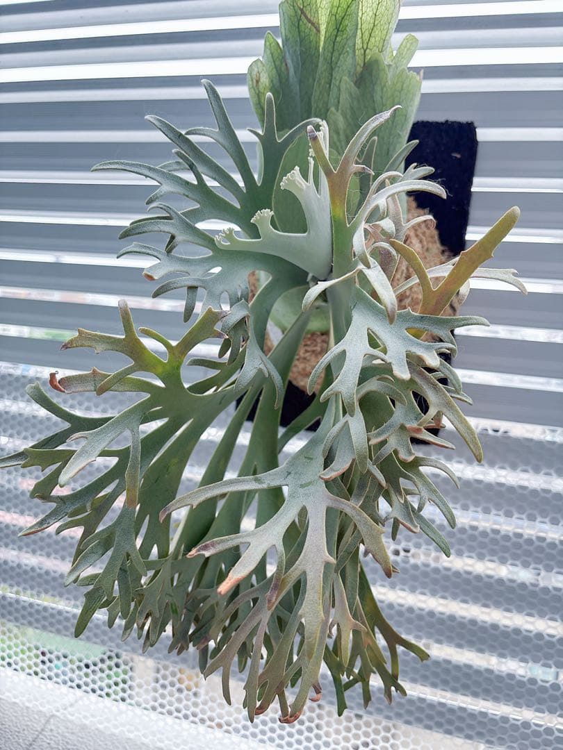 群生 willinckii OMG×Nano spore dwarf ビカクシダ