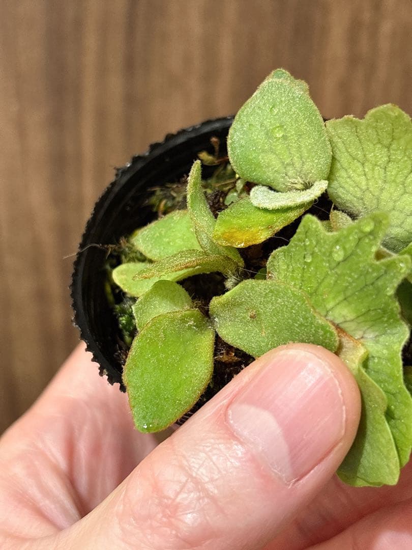 群生 willinckii OMG×Nano spore dwarf ビカクシダ