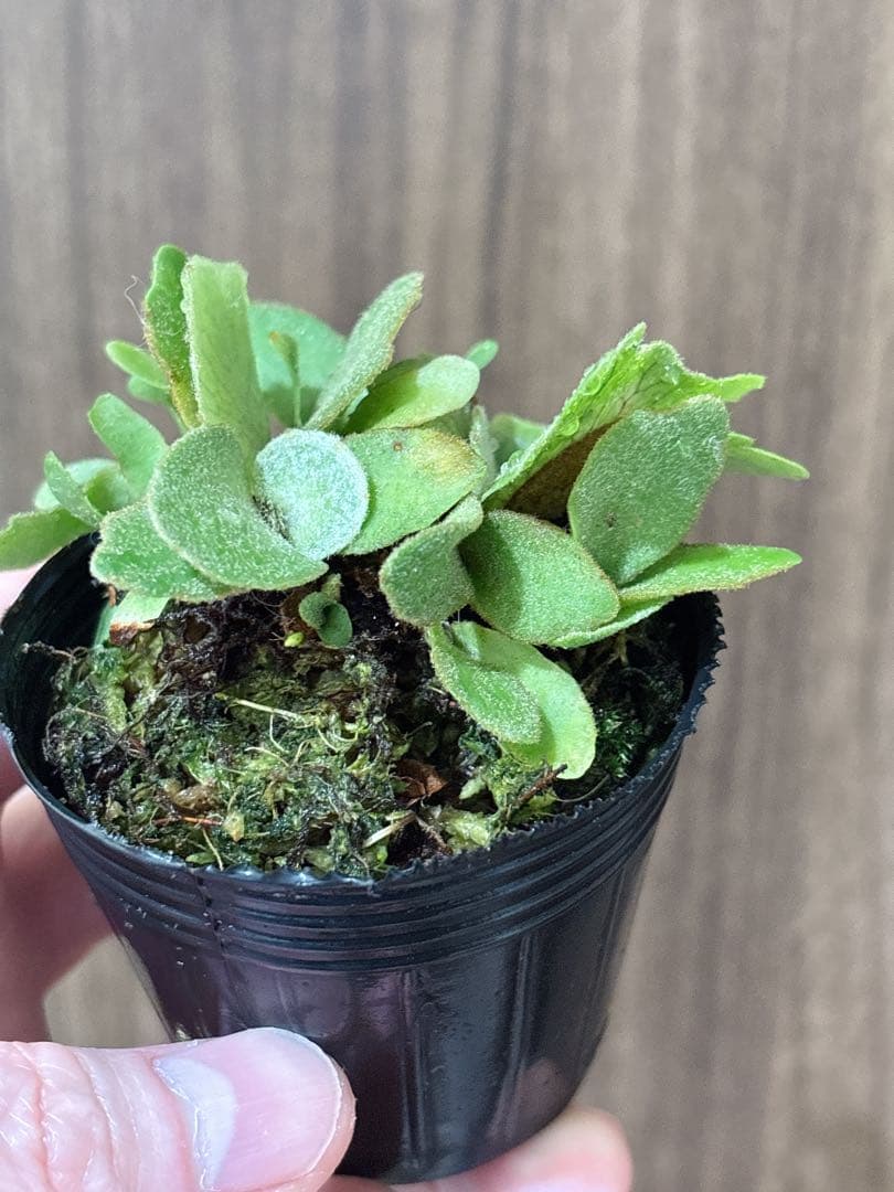 群生 willinckii OMG×Nano spore dwarf ビカクシダ