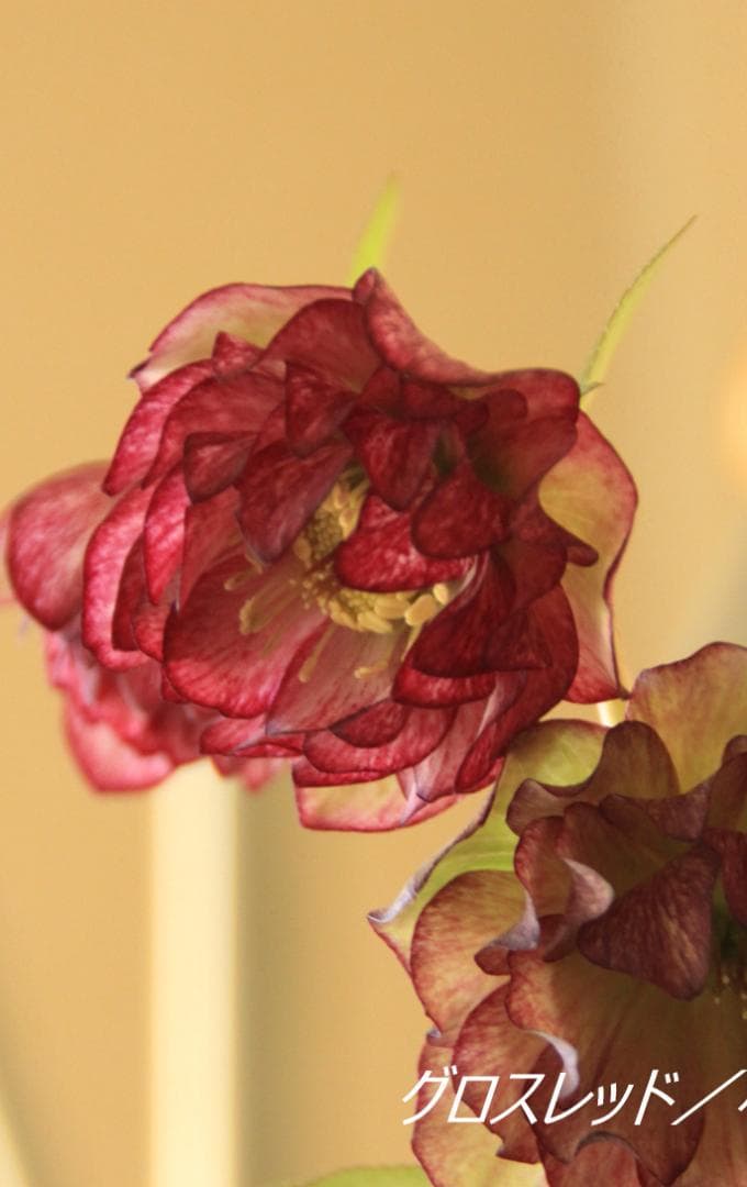 くり様ご確認用　クリスマスローズ未開花株（株分け　小さめ）