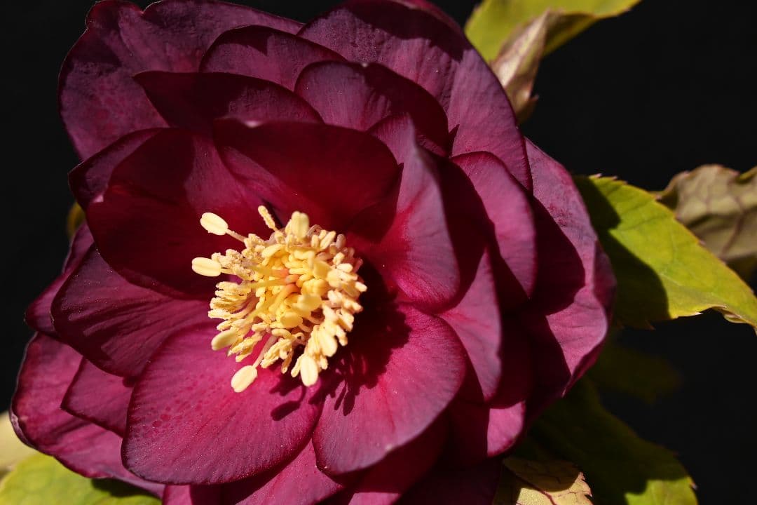 クリスマスローズ　認定ddレッドゴールドルビーフラッシュ　加藤農園