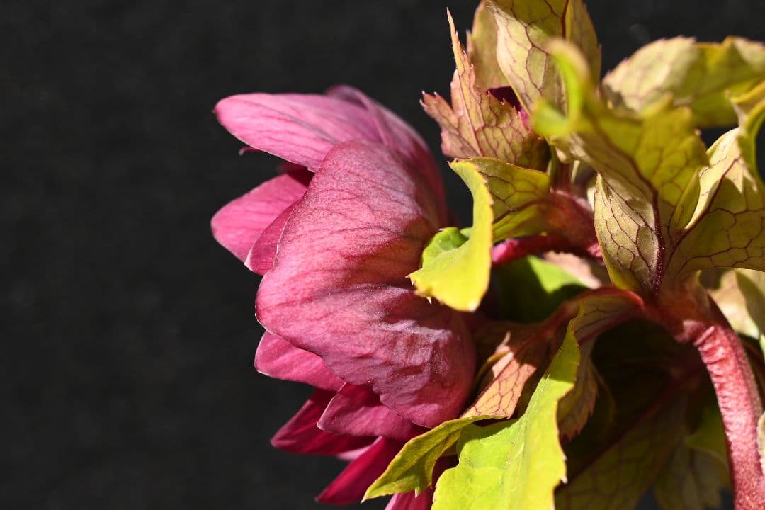 クリスマスローズ　認定ddレッドゴールドルビーフラッシュ　加藤農園