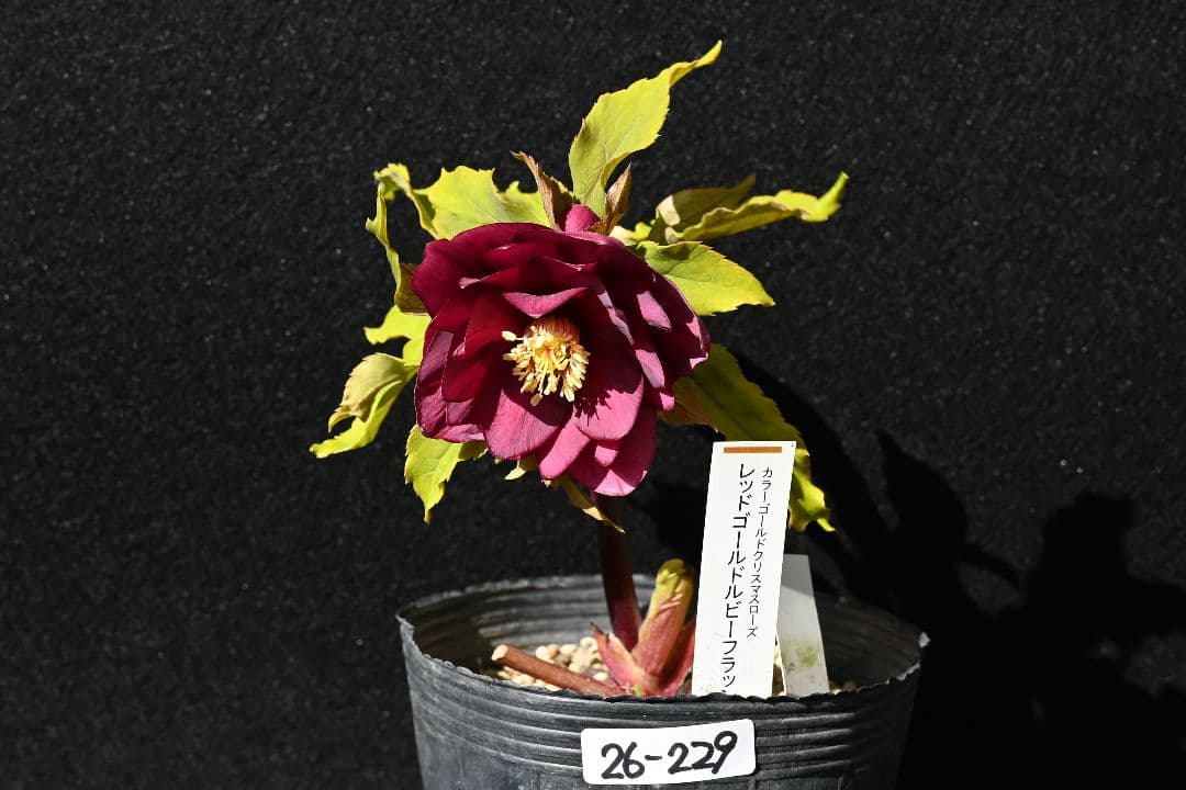 クリスマスローズ　認定ddレッドゴールドルビーフラッシュ　加藤農園