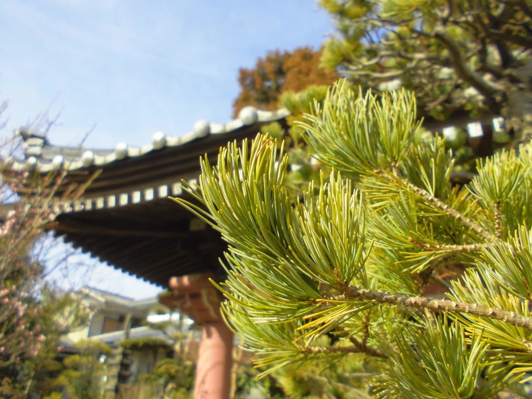 実写良⭕️【動作確認済】CASIO EXILIM EX-ZS29 デジカメ