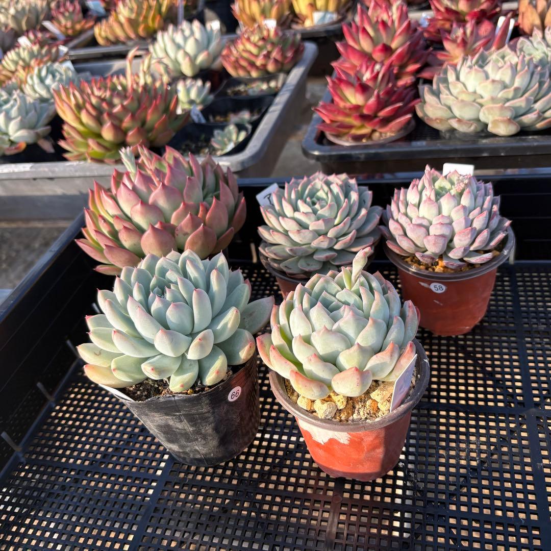 ☆彩乃助☆様 5点おまとめ