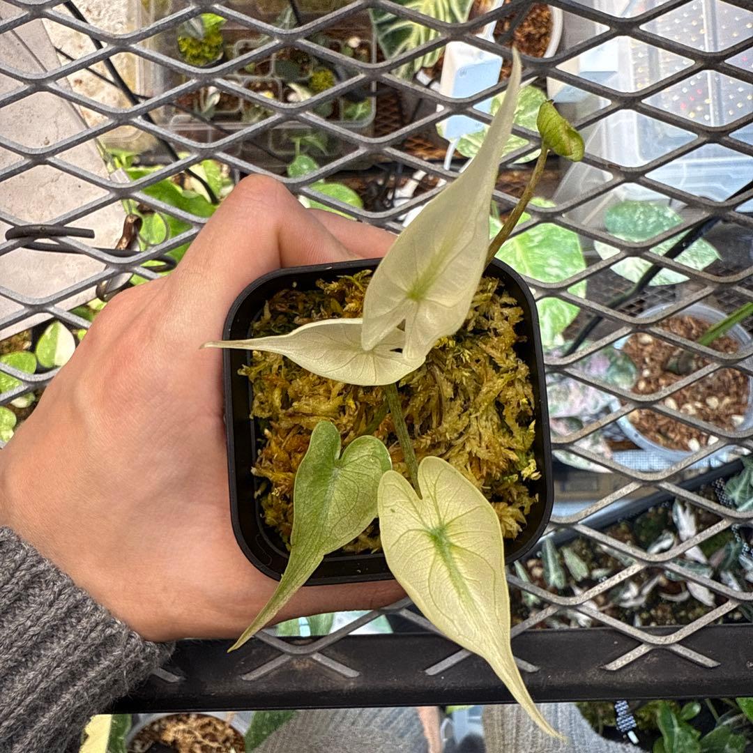 り*く様 格安 アロカシア スティングレイ アルボ