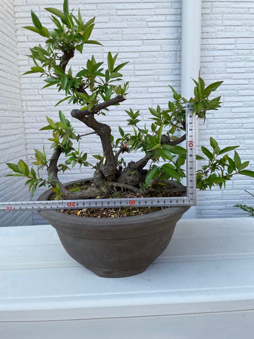 カロライナジャスミン　盆栽　樹齢30年以上