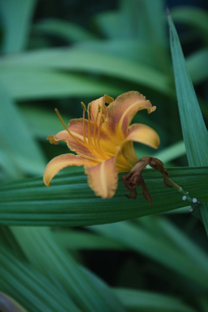 標準ズームの礎！RIKENON P ZOOM 28-70mm オールドレンズ