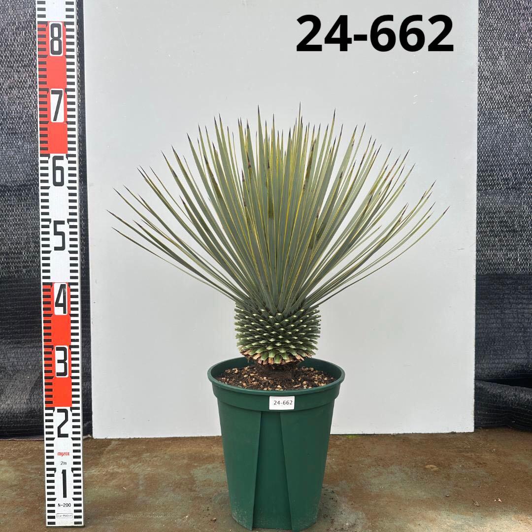 ユッカ　ロストラータ【24-662】超美形　シルバーブルー