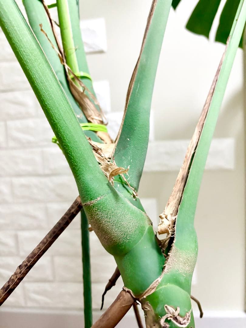 モンステラ⭐️根上がり⭐️特大サイズ　観葉植物