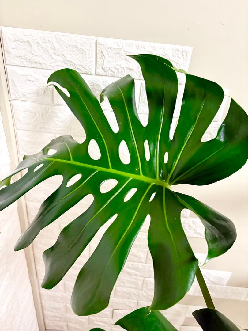 モンステラ⭐️根上がり⭐️特大サイズ　観葉植物