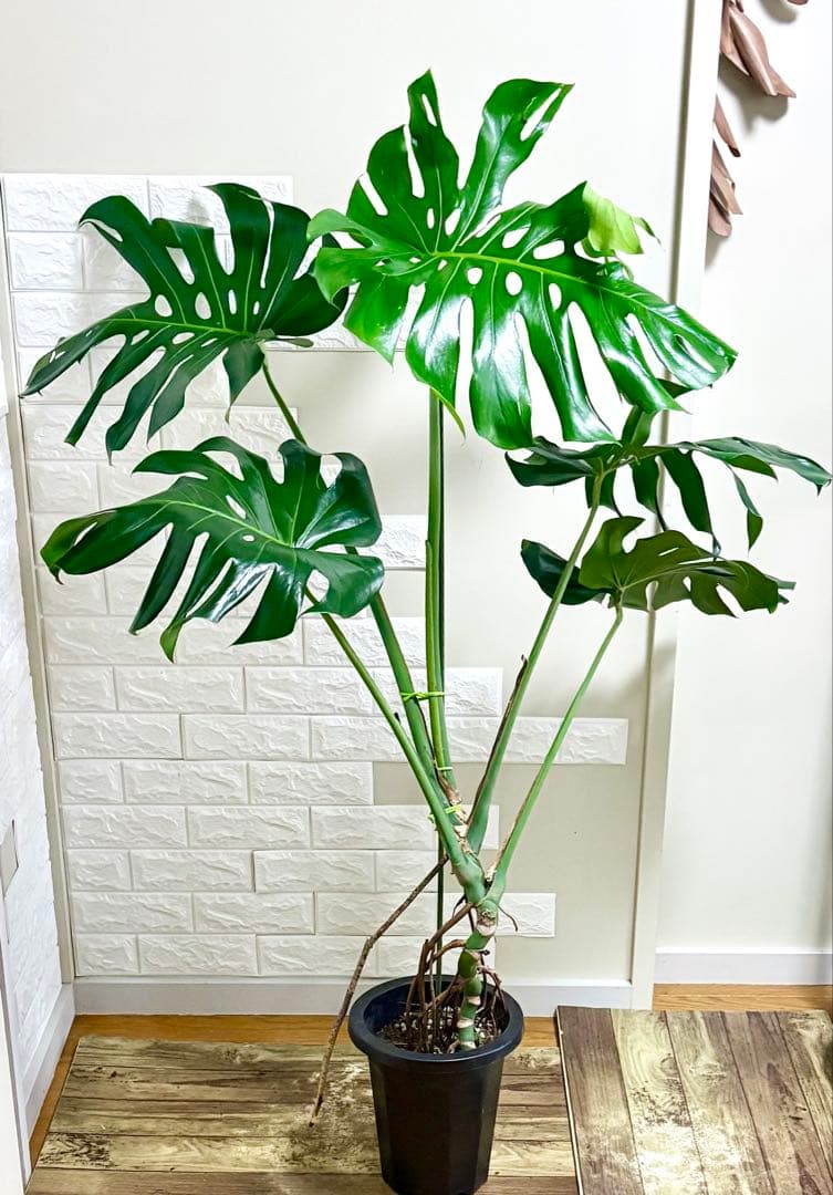 モンステラ⭐️根上がり⭐️特大サイズ　観葉植物