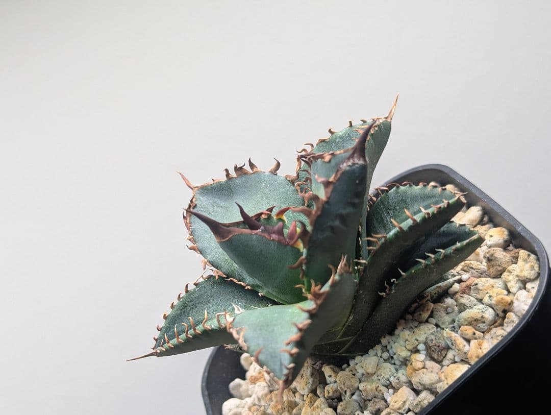 1株限定 オテロイ 現地球のOC子株 2、3又連棘系 発根活着済