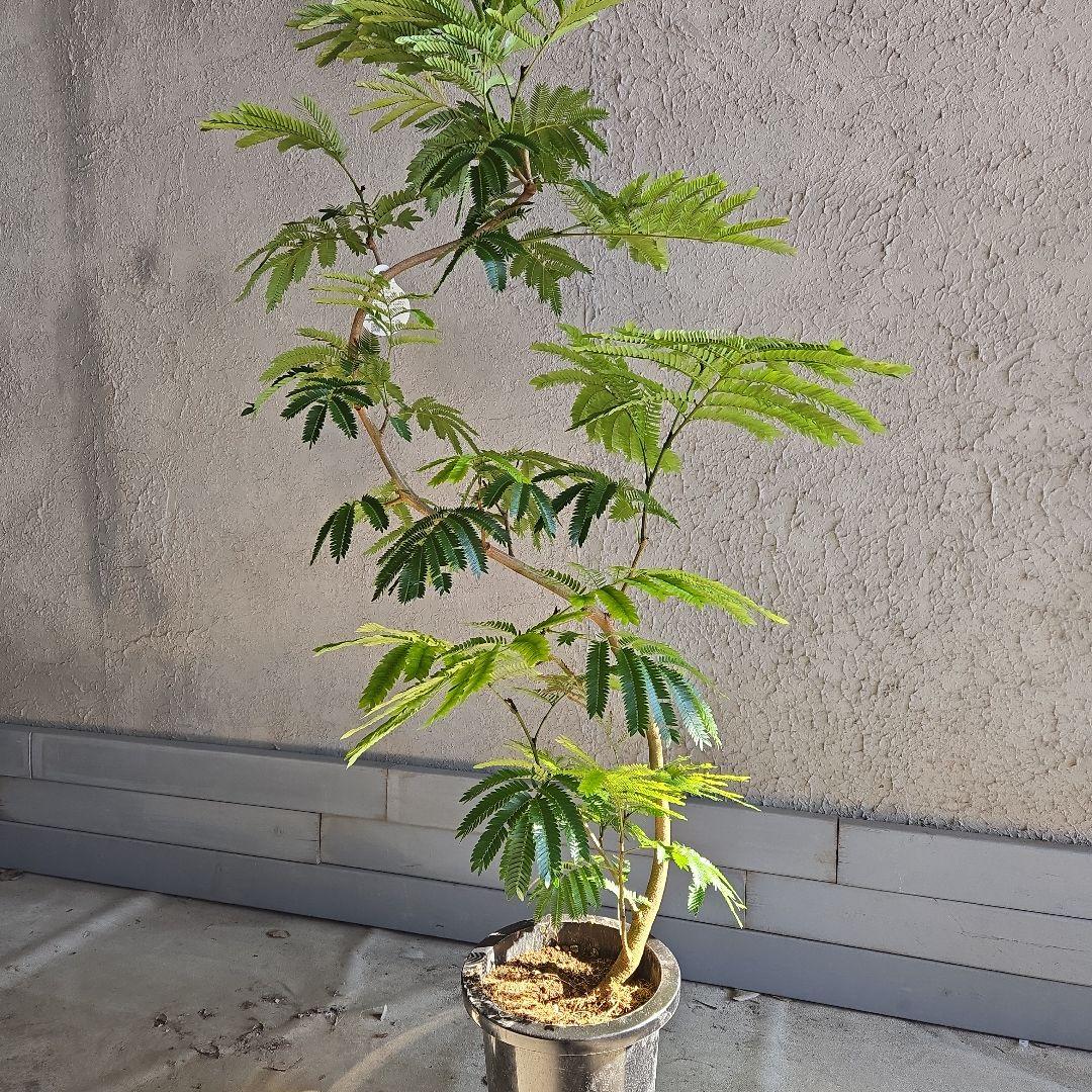 ⑪　エバーフレッシュ曲がり仕立て　8号特大苗木最高等級極上品‼️