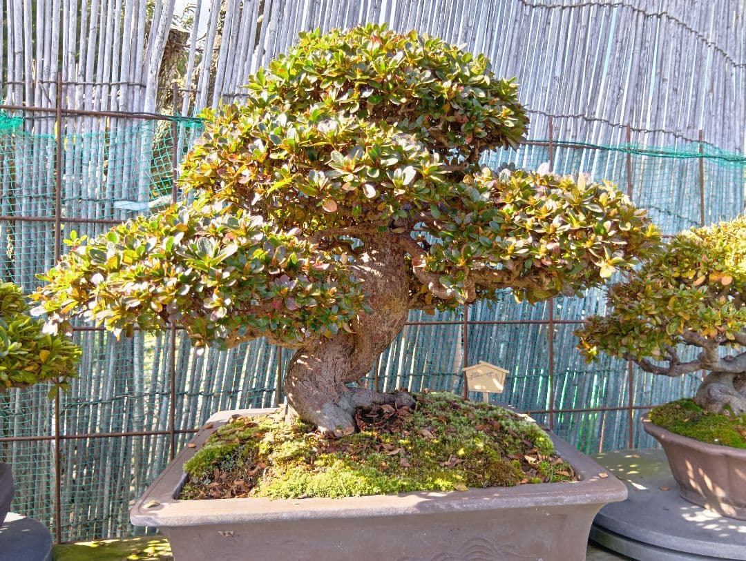 ‼️盆栽‼️皐月盆栽‼️深山満月‼️