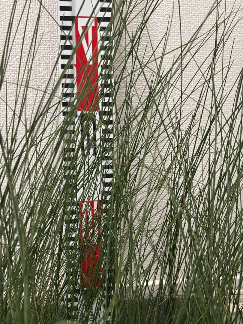 アオイトキさん専用　コスパ最強★極上クサントロエア・プレイシー /