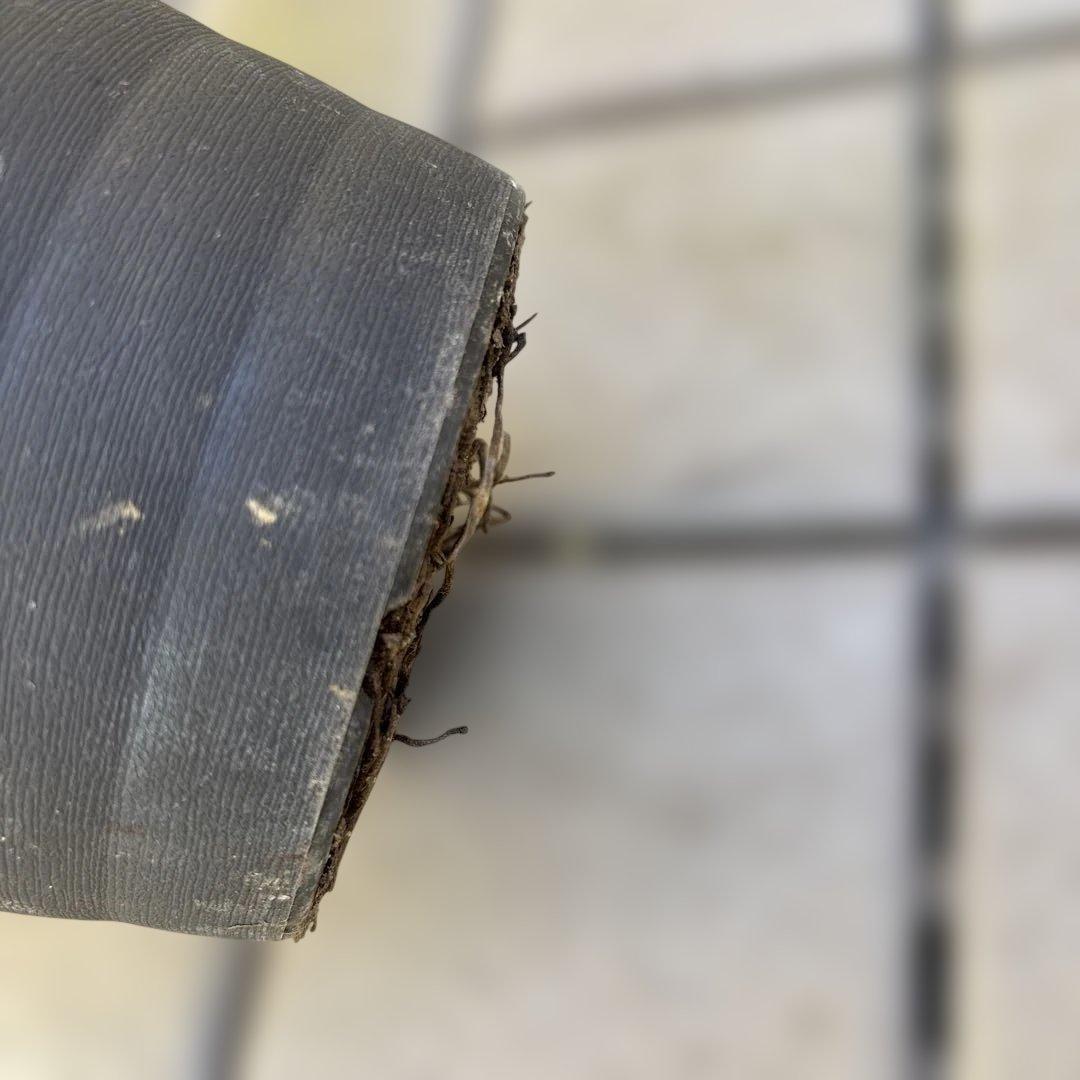 広瀬園芸　ソレイユ系オーレアグラデーションdd開花株　多弁　クリスマスローズ