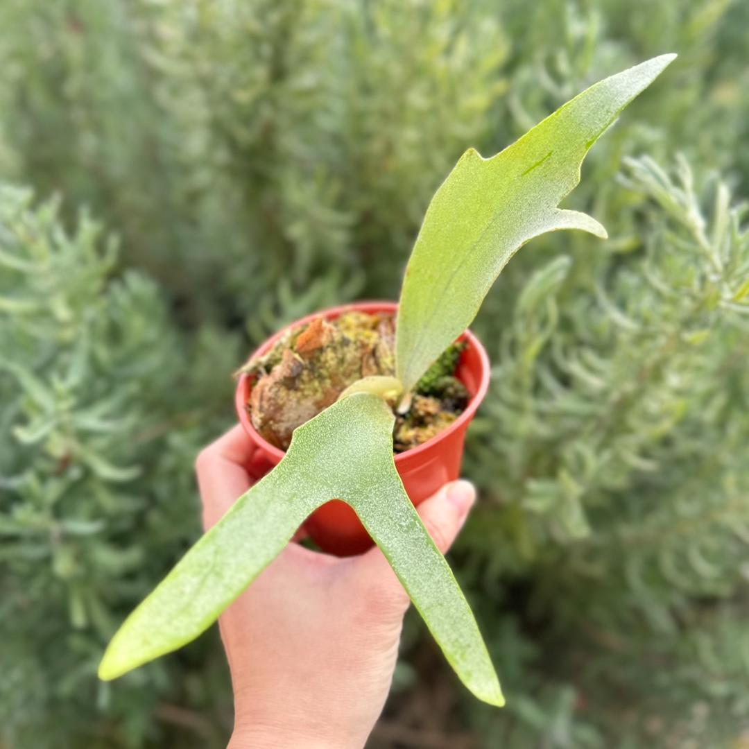 ビカクシダ P.willinckii cv.Amornrat pup