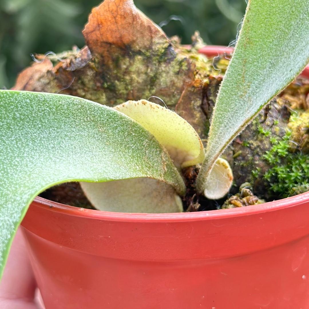 ビカクシダ P.willinckii cv.Amornrat pup