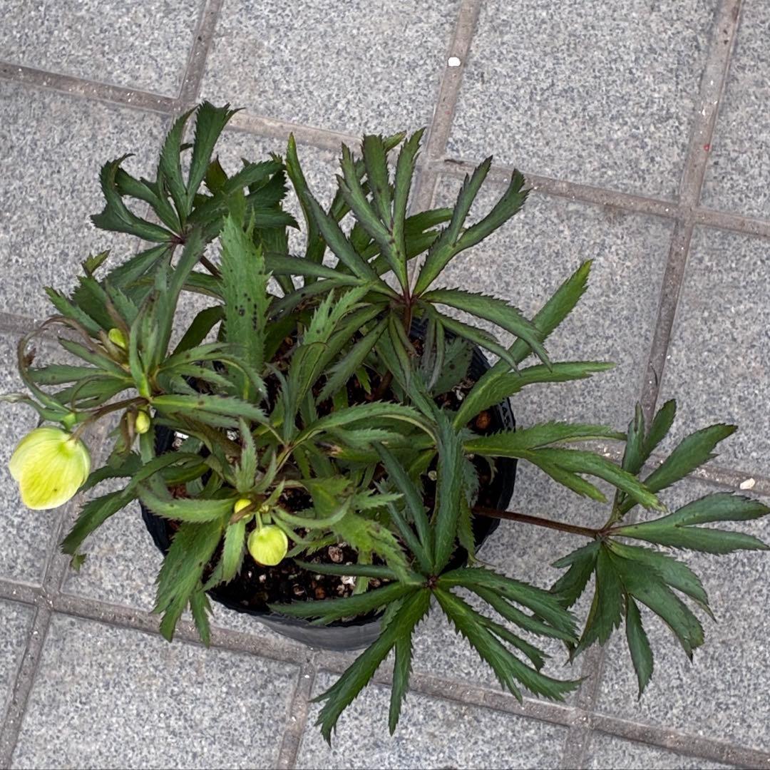 u*0様 3454☘️限定1株☘️未株分け☘️花付き☘️⭐️bocconei ⭐