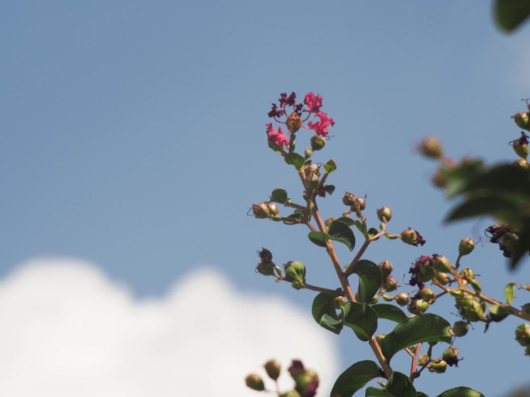 OLYMPUS OM-D E-M10 ダブルレンズキット スマホ転送OK