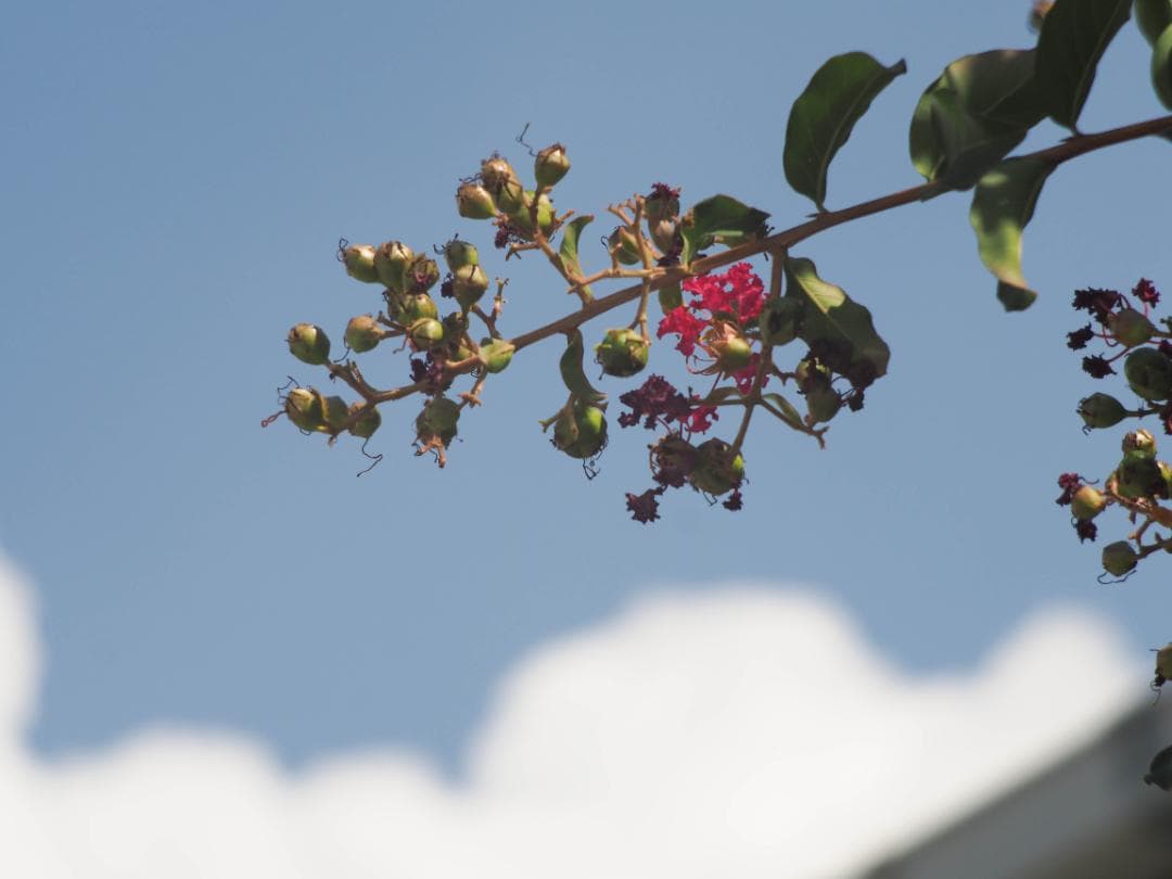 OLYMPUS OM-D E-M10 ダブルレンズキット スマホ転送OK