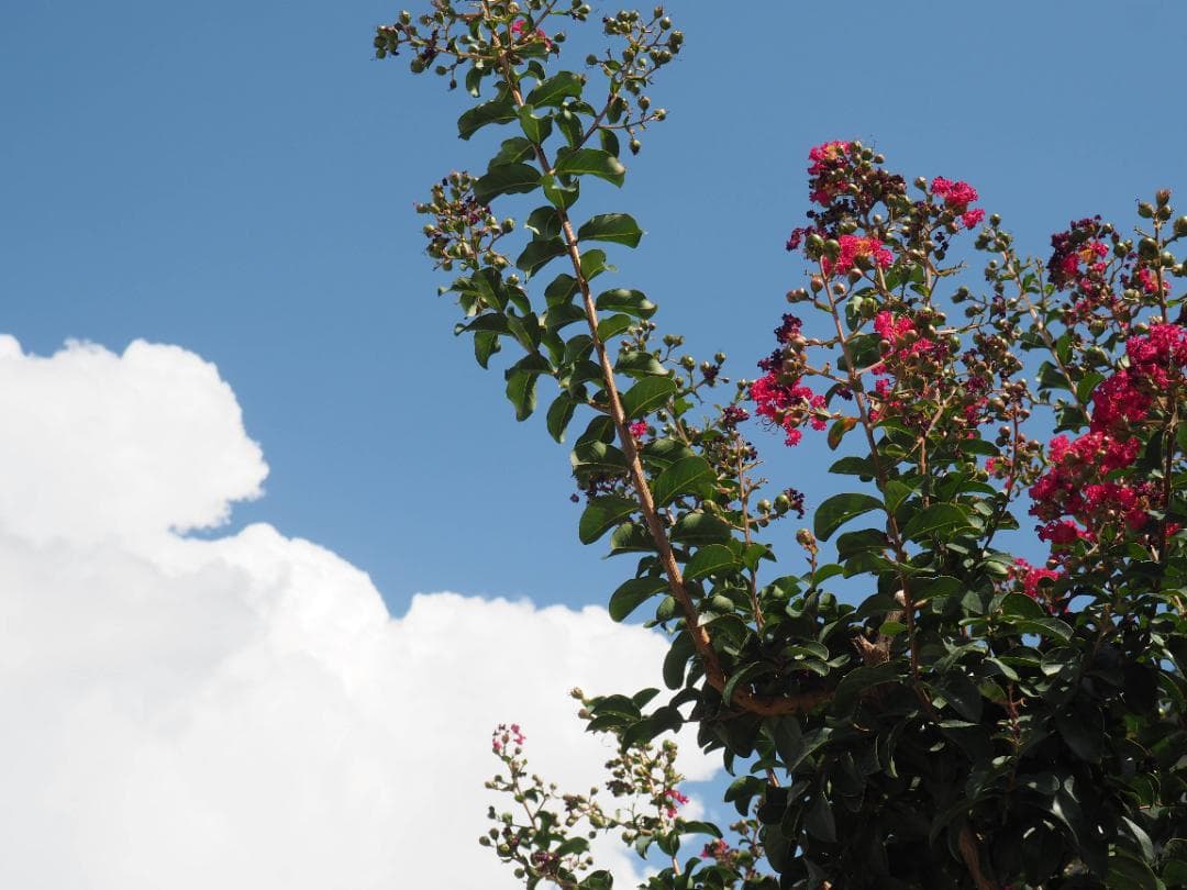 OLYMPUS OM-D E-M10 ダブルレンズキット スマホ転送OK