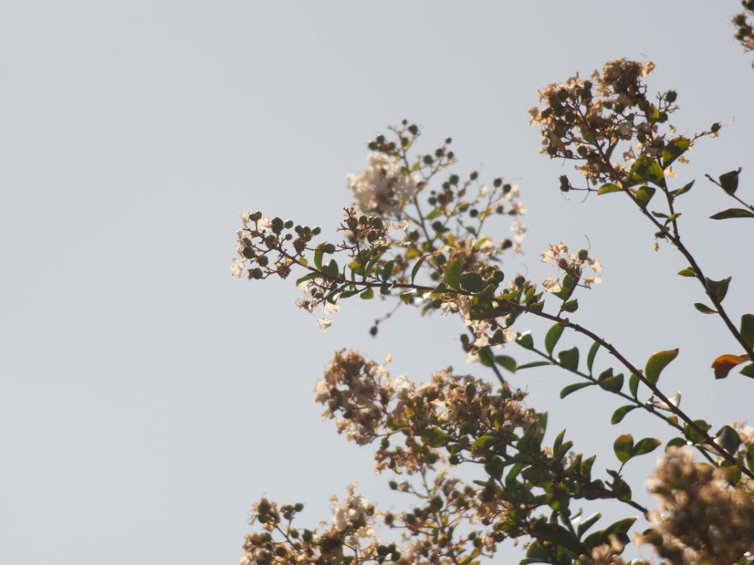 OLYMPUS OM-D E-M10 ダブルレンズキット スマホ転送OK