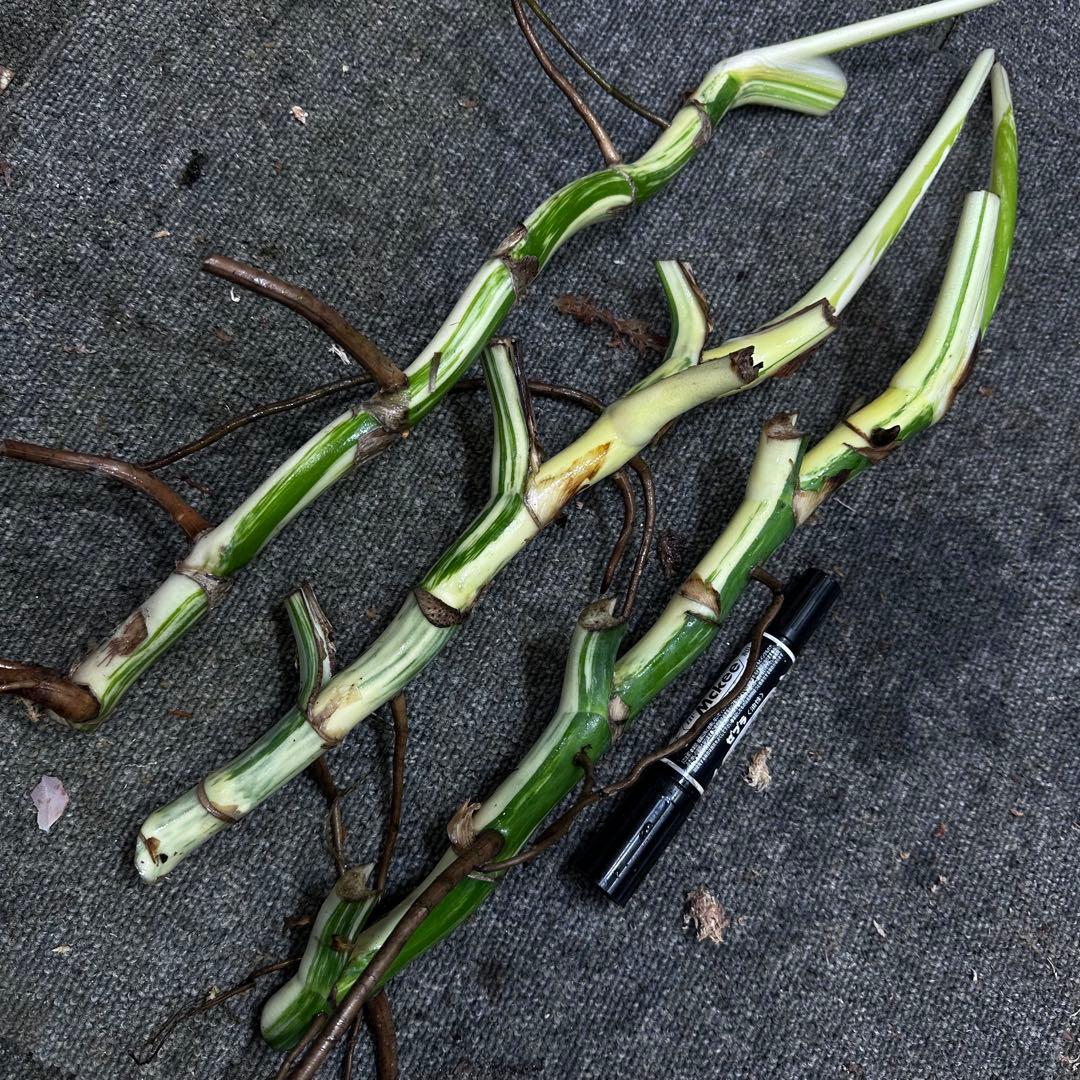 よ*ー様 斑入りモンステラホワイトタイガー茎3株おまとめ