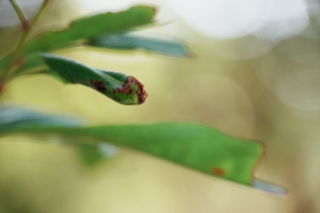 【これ1本】動作◎ SONY SEL18200LE 望遠ズームレンズ 668