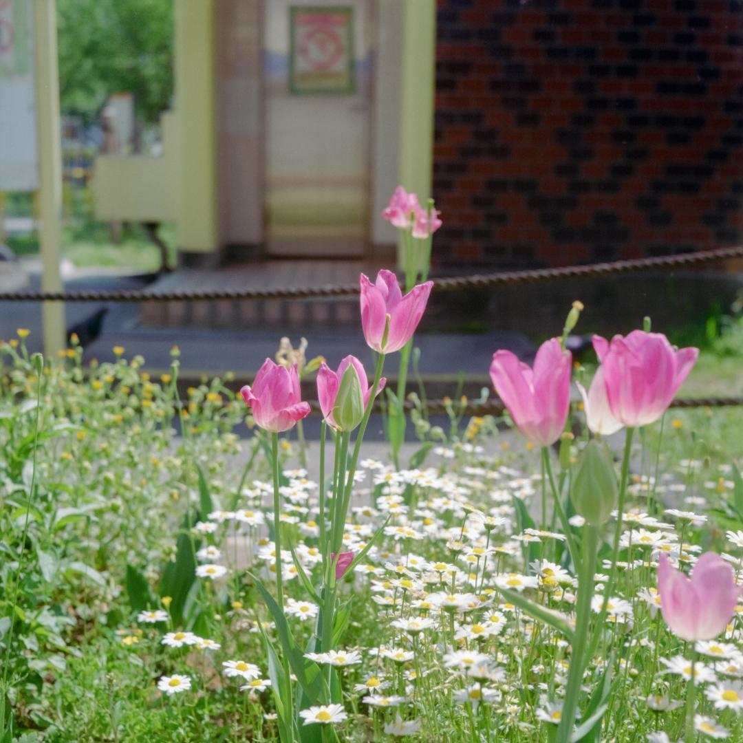 Minolta AUTOCORD ミノルタオートコード初期型 【完動品 作例有】