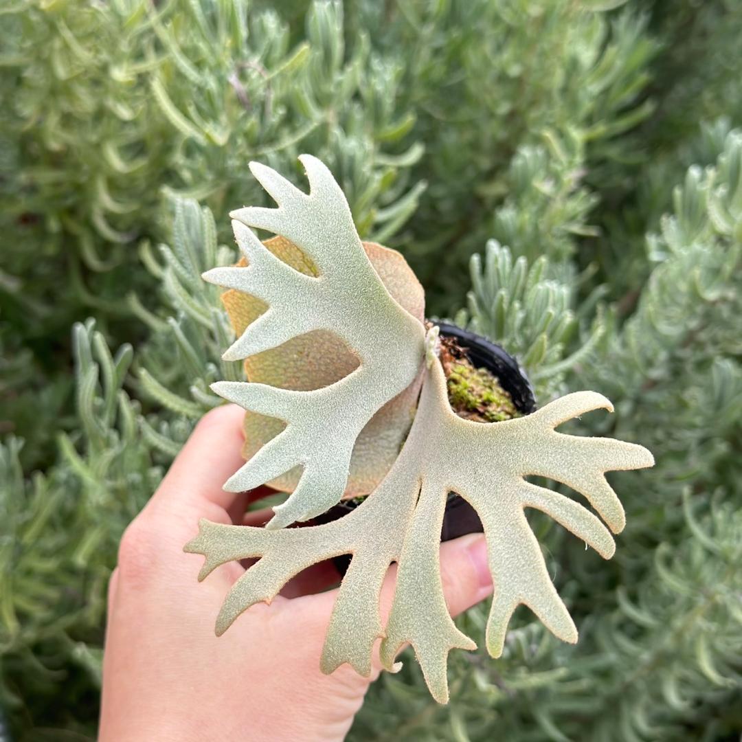 P. willinckii ’Jenny’ TC 2145