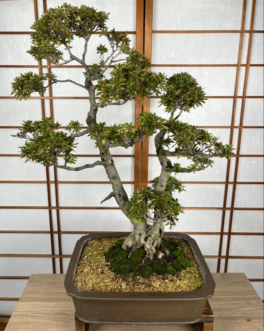 【皐月(さつき)】 \"緋光琳(ひこうりん)\" 盆栽 素材