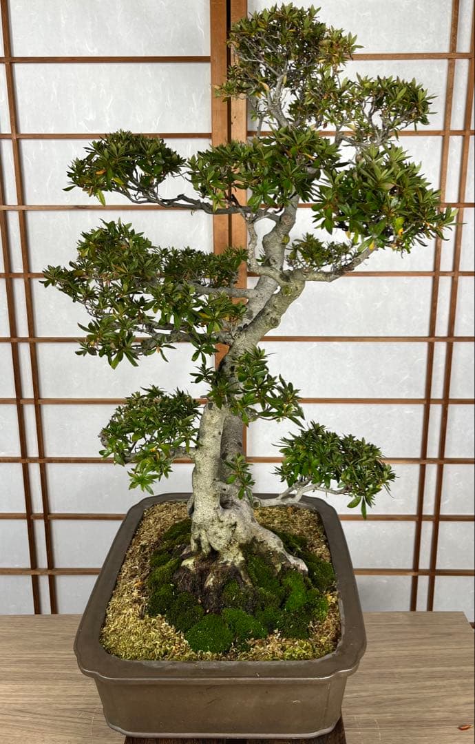 【皐月(さつき)】 \"緋光琳(ひこうりん)\" 盆栽 素材