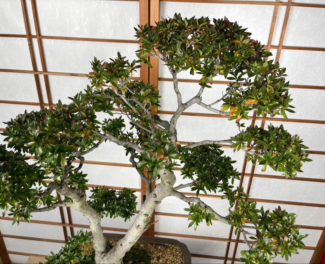 【皐月(さつき)】 \"緋光琳(ひこうりん)\" 盆栽 素材