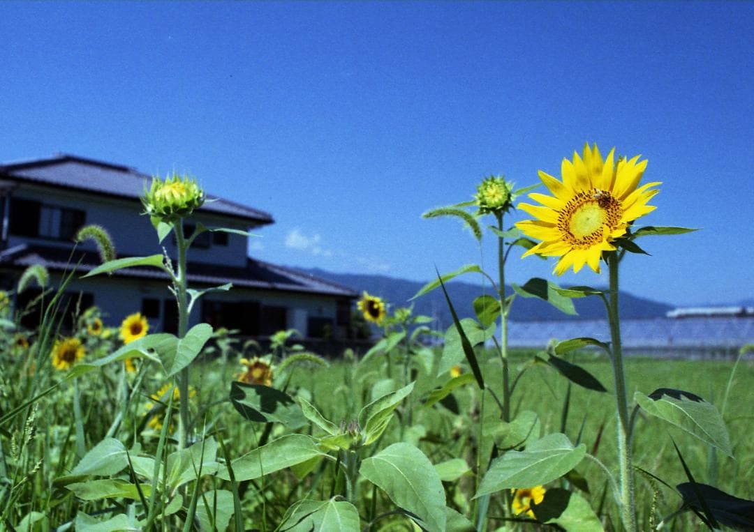 【実写確認済み】ミノルタ Minolta SRT101　ブラック