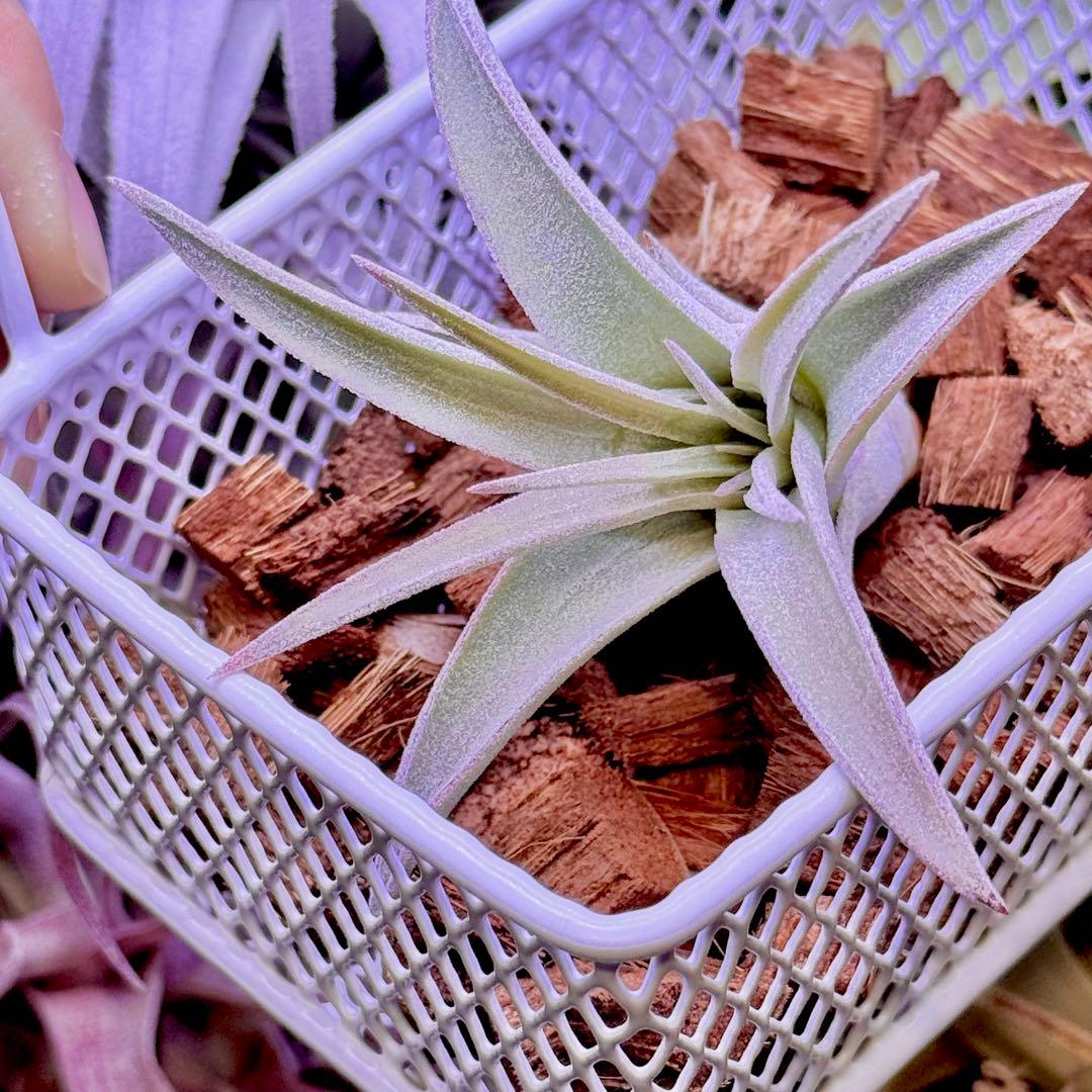 ケ*ン様 T. ehlersiana x chiapensis